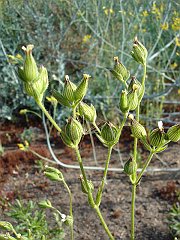 silene multinervia